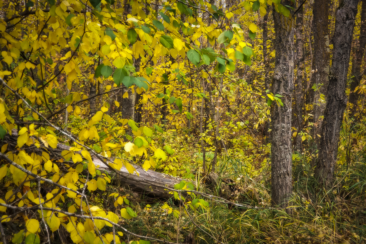 Beaten off the path, Hidden Forest, Barrhead, Alberta, 2020-09-19