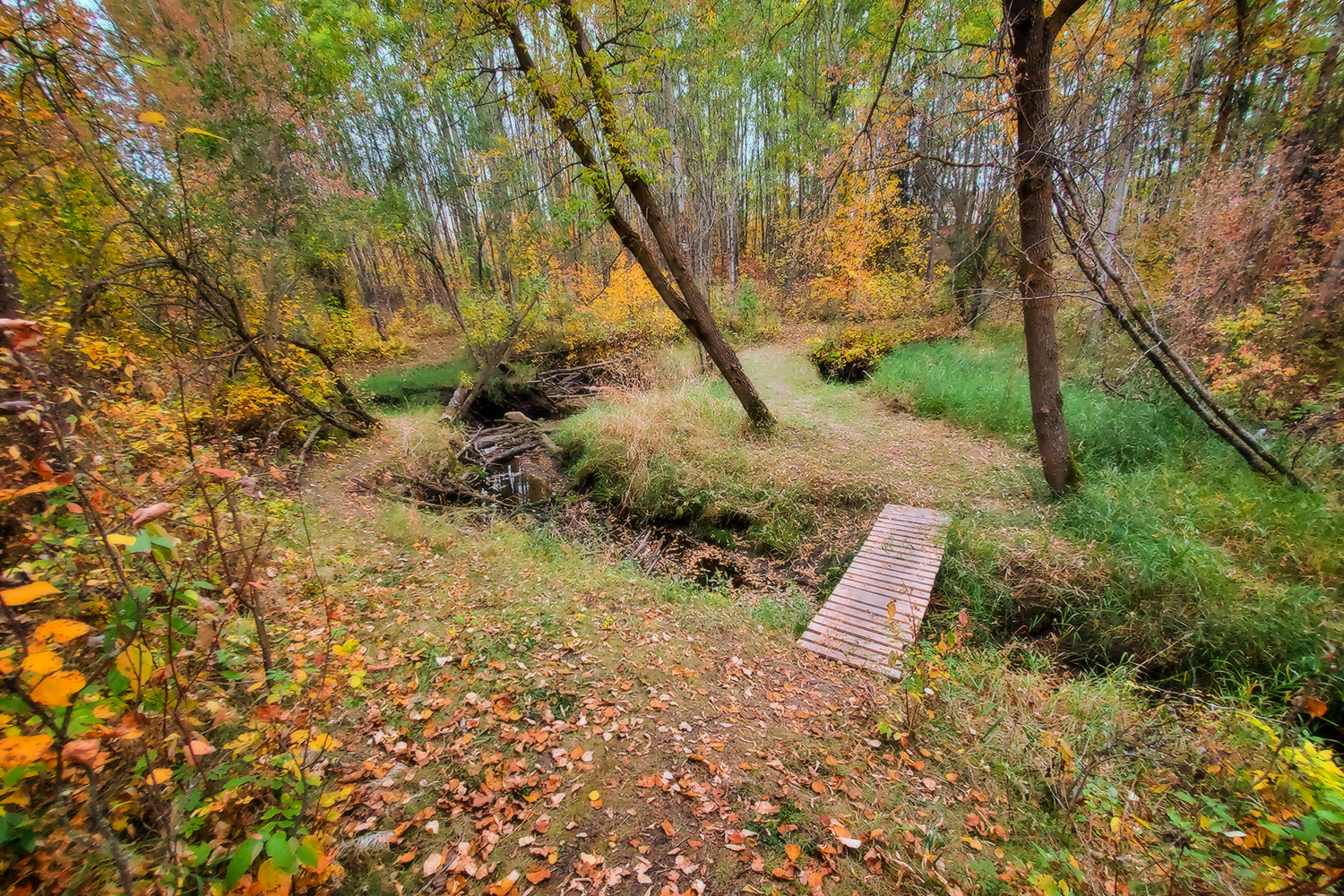 Non-sanctioned Crossing, Hidden Forest, Barrhead, Alberta, 2020-09-23