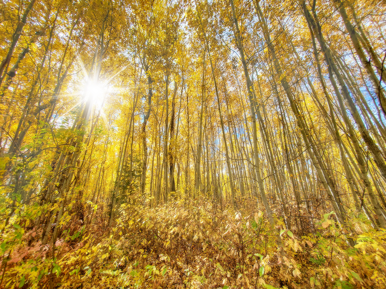 Golden Canopy, Hidden Forrest, Barrhead, Alberta, 2020-09-24