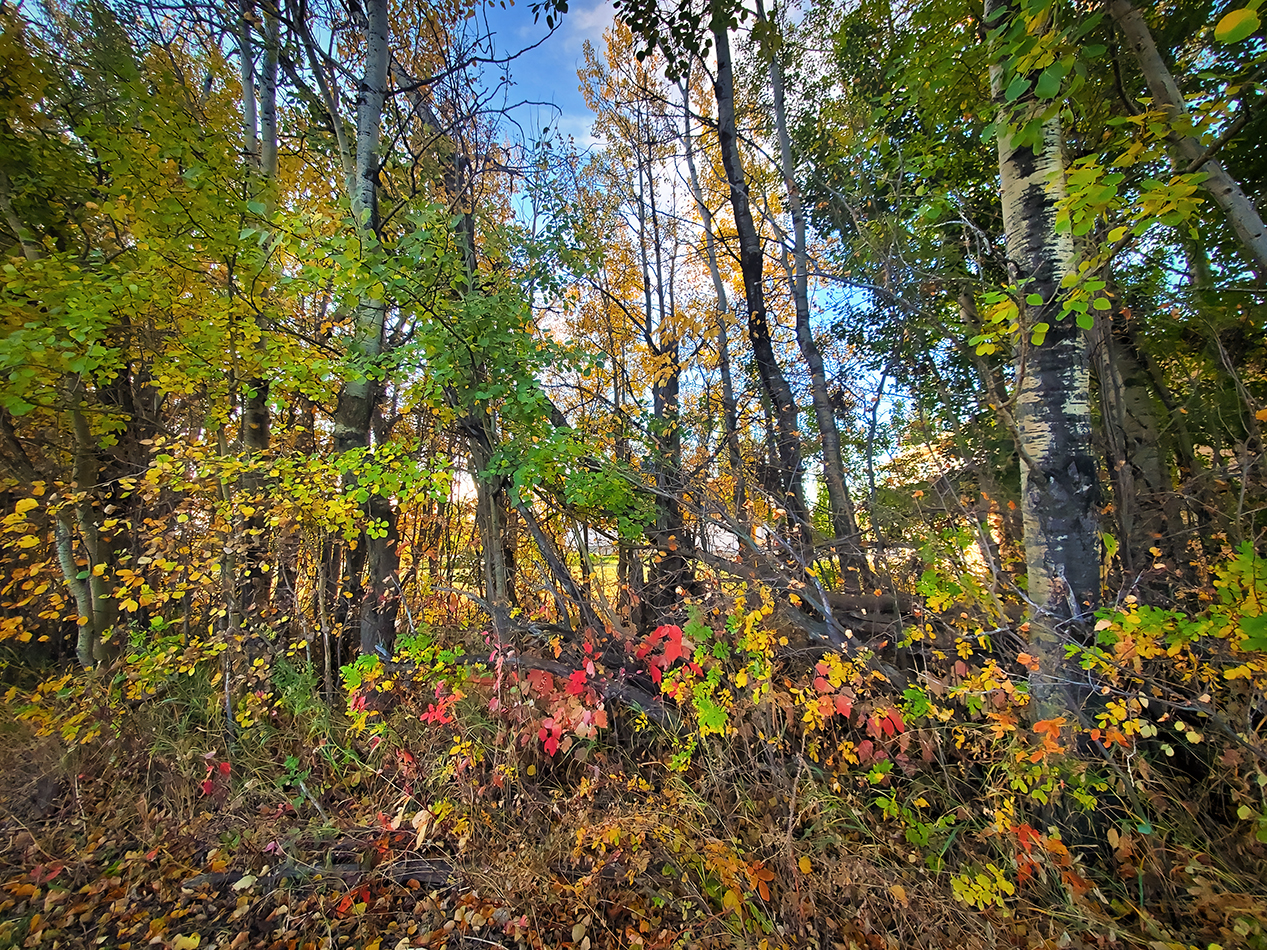 A Cornucopia of Colours, Brush Next to Paddle River, Barrhead, Alberta, 2020-09-26