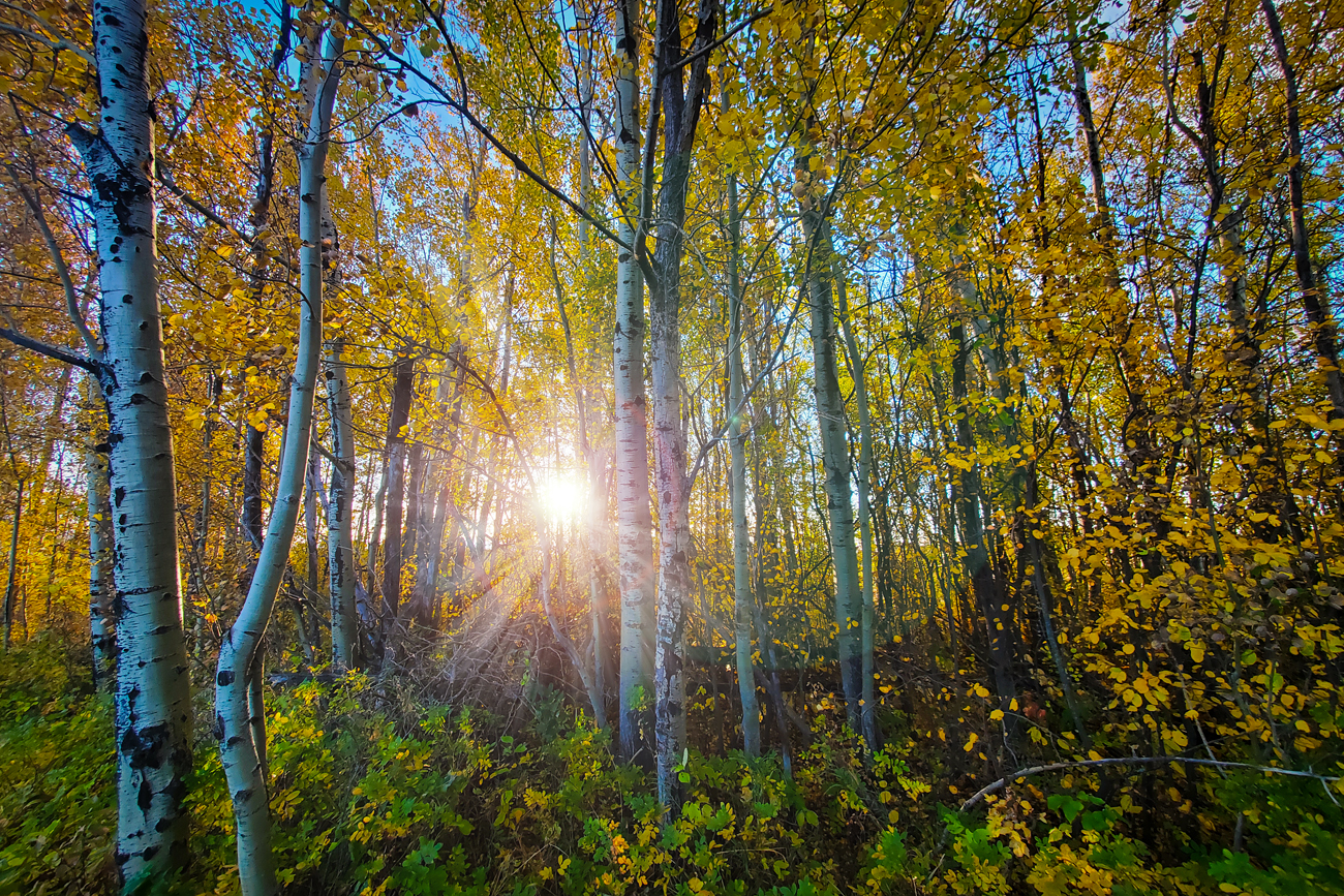 Fall Colours at Sunrise, Pioneer Trail, Barrhead, Alberta, September 26, 2020