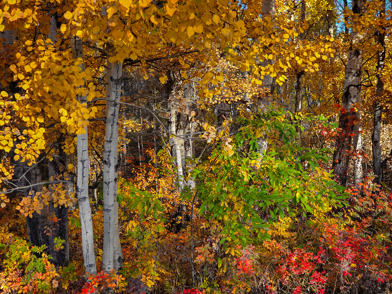 Fall Colours Alongside Blue Heron Walking Trail, Barrhead, Alberta, 2020-09-26