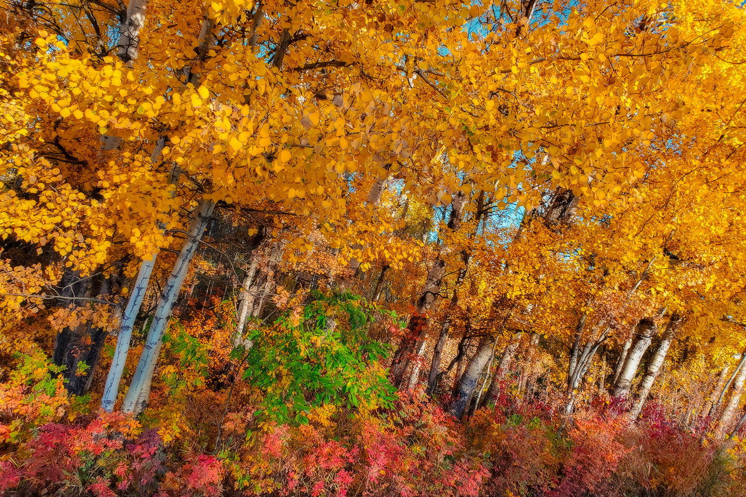 Fall Colours Viewed Askew, Hidden Forrest, Barrhead, Alberta, 2020-09-26