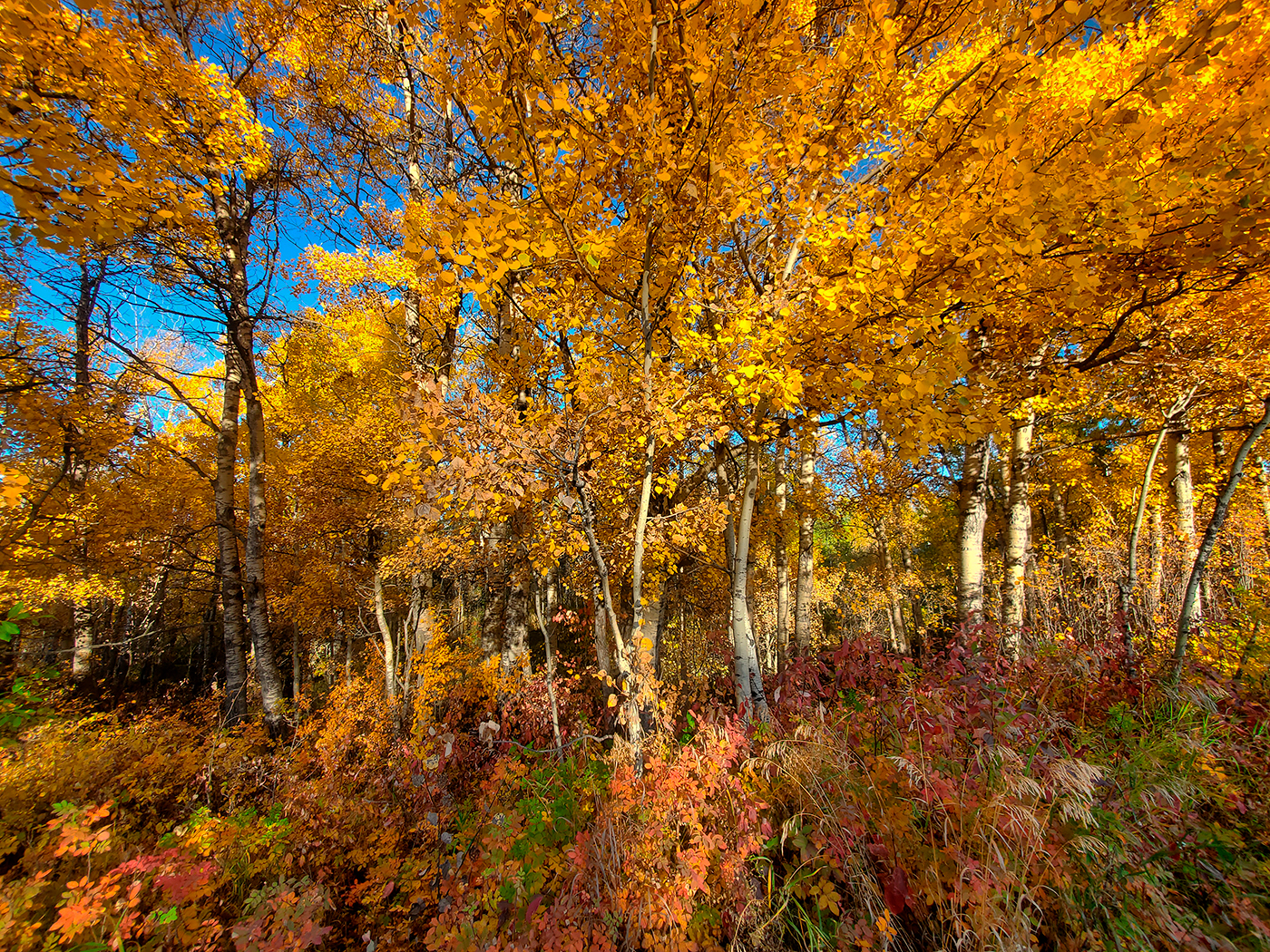 Colour Guard, Hidden Forrest, Barrhead, Alberta, 2020-09-26