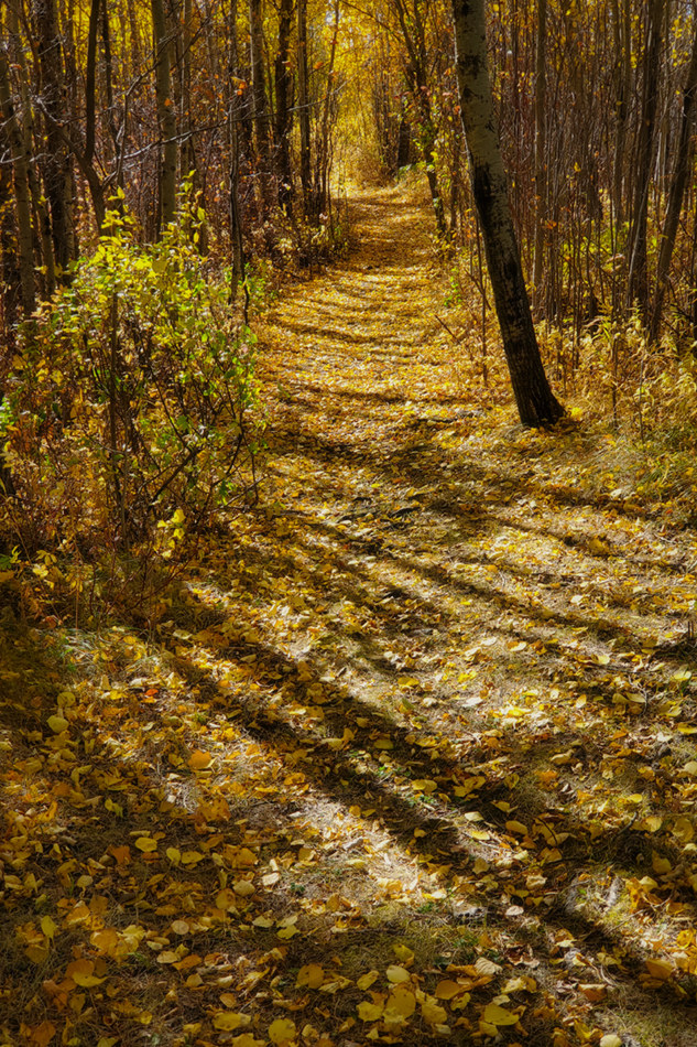 Well Lined Pathway, Barrhead, AB (Fall 2020)