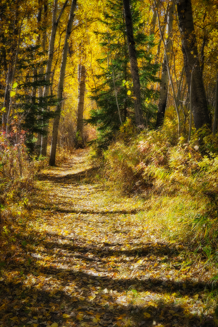 Sneaking up the back way, Hidden Forest, Barrhead, Alberta, 2020-09-29
