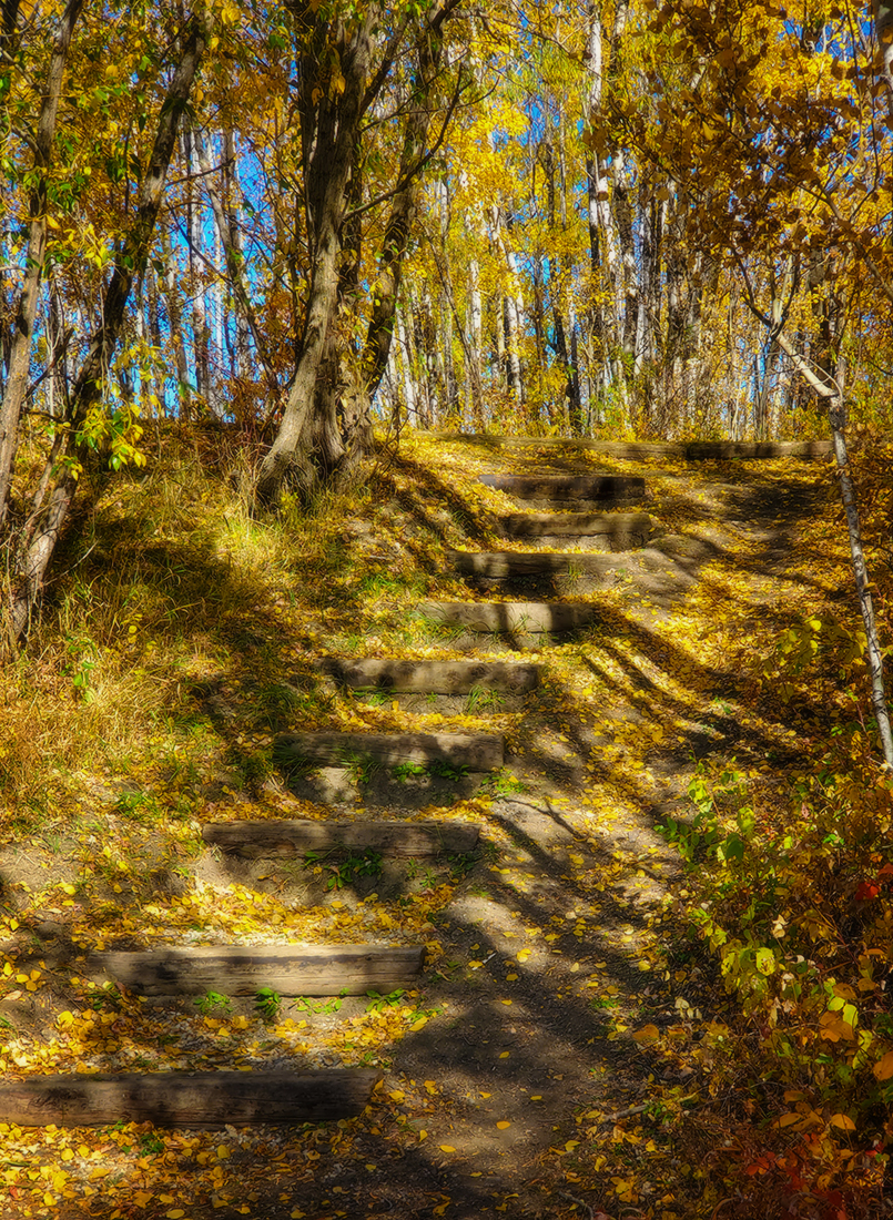 Time to step it up, Hidden Forrest, Barrhead, Alberta, 2020-09-29