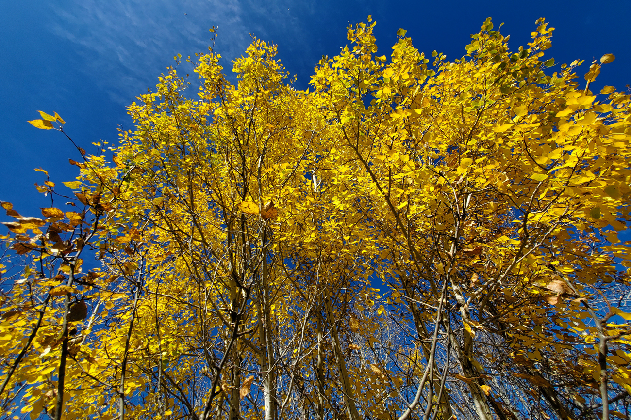 Going for the Gold, Barrhead, Alberta, September 29, 2020