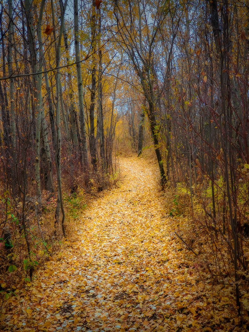 Walking Over the Bodies of the Fallen, Hidden Forrest, Barrhead, Alberta, 2020-10-04