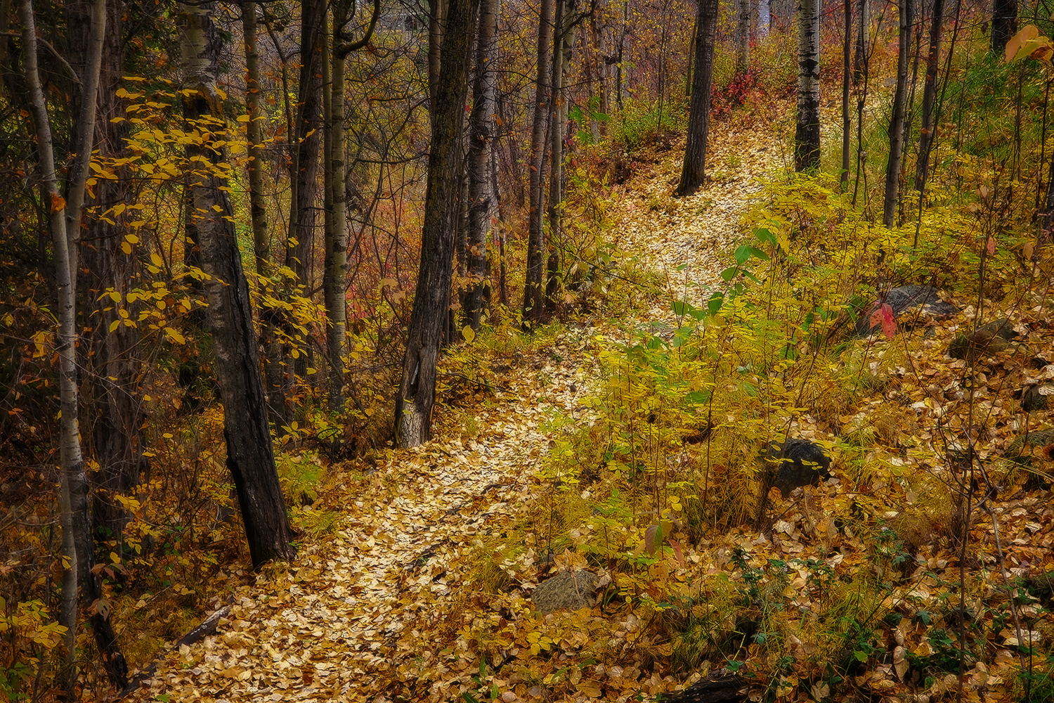 Following the Trail, Hidden Forrest, Barrhead, Alberta, 2020-10-04
