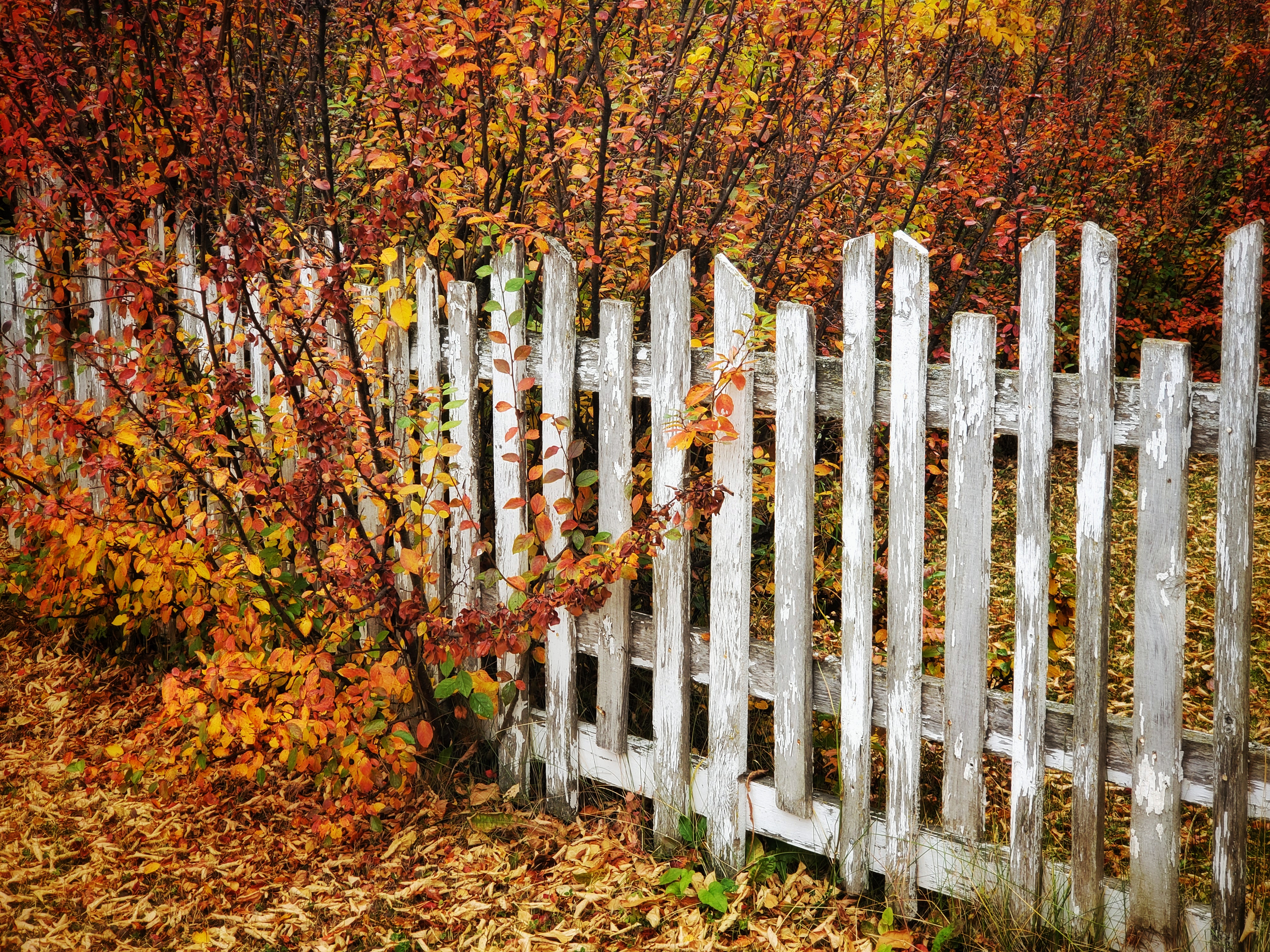 Fall colours on the fence line.