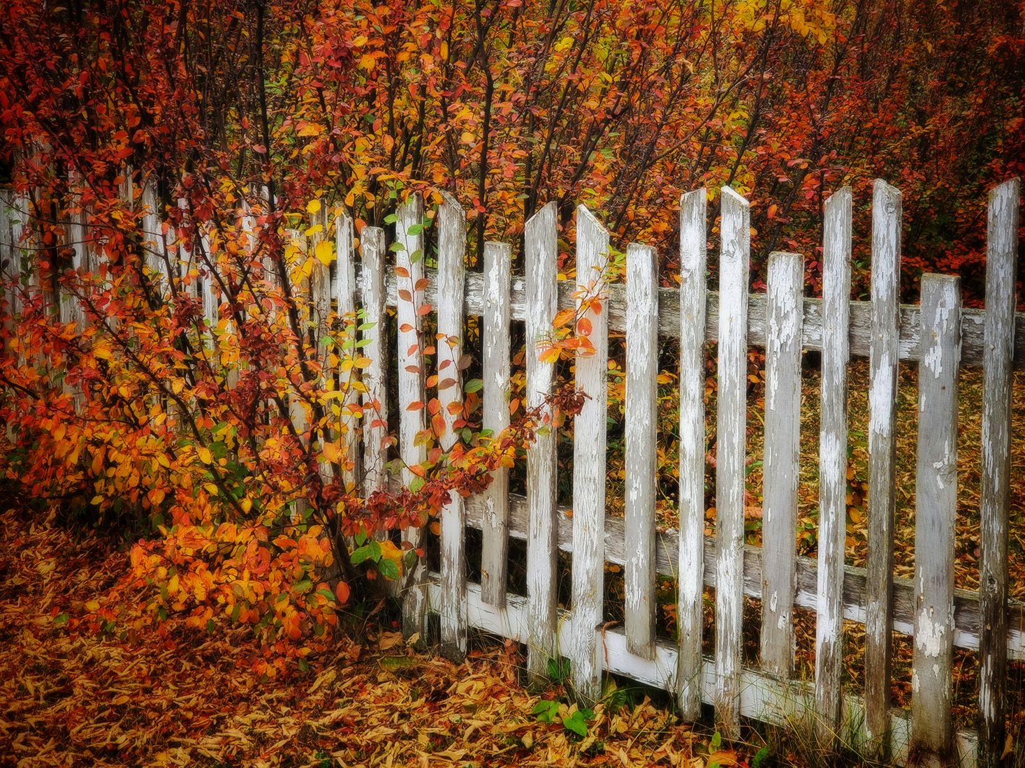 Fenced in by Fall, Barrhead, Alberta, 2020-10-04