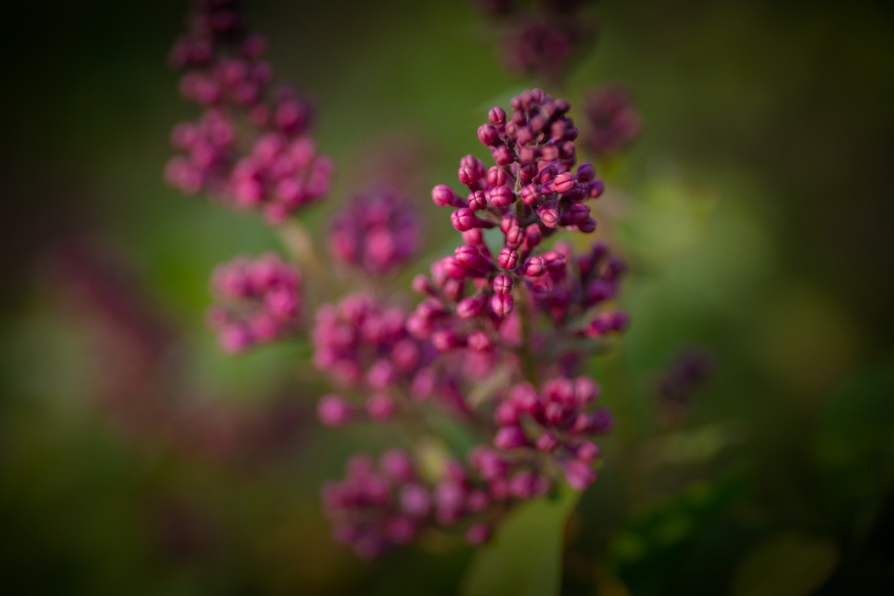 Almost Lilac Blossoms, Ma7 27, 2021