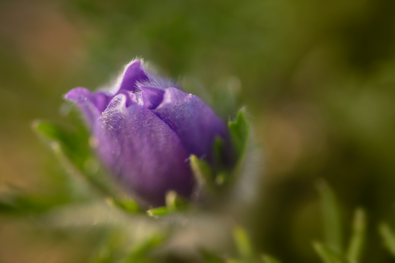 One of several crocuses at Lambert Park, May 27, 2021