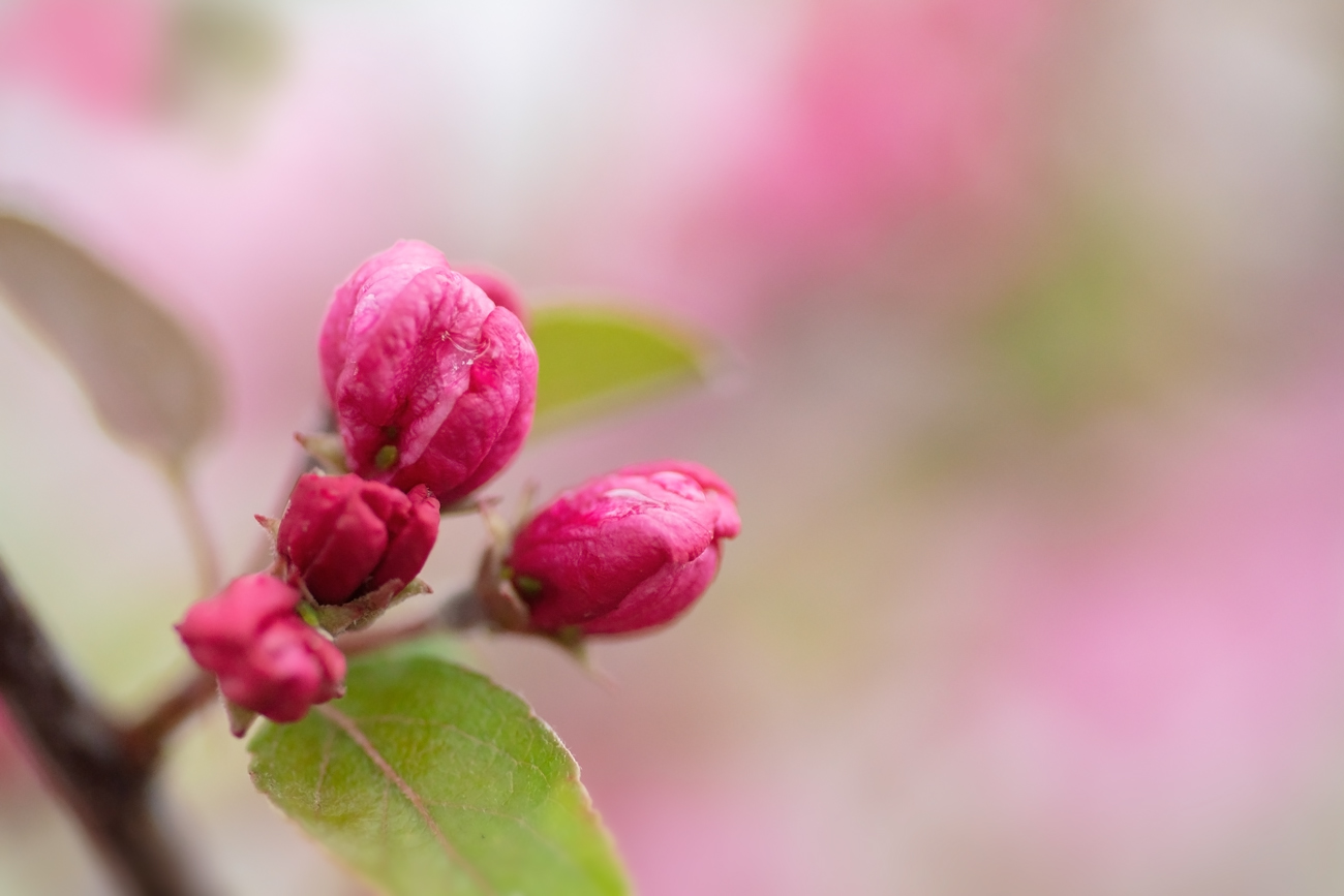 Nature's About to Crack Open a Bud, May 27, 2021