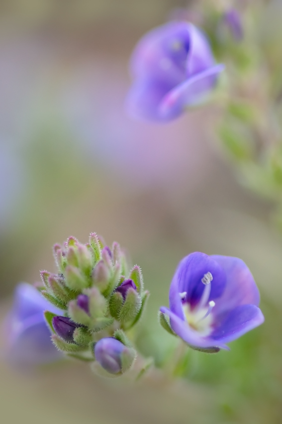 All the Little Purple Things, May 27, 2021
