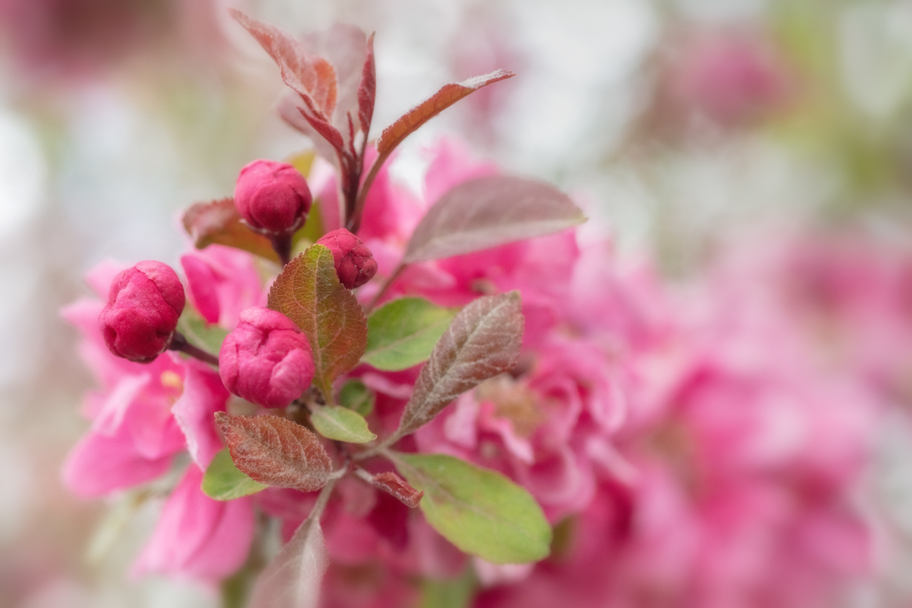 Even More Crabapple Blossoms, May 27, 2021