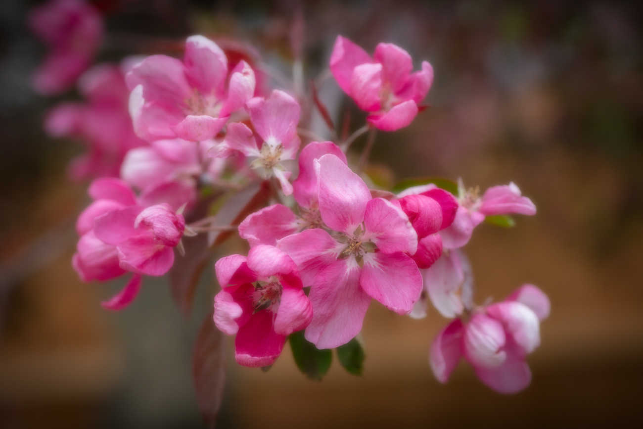 Thunderchild Crabapple Blossoms, May 28, 2021