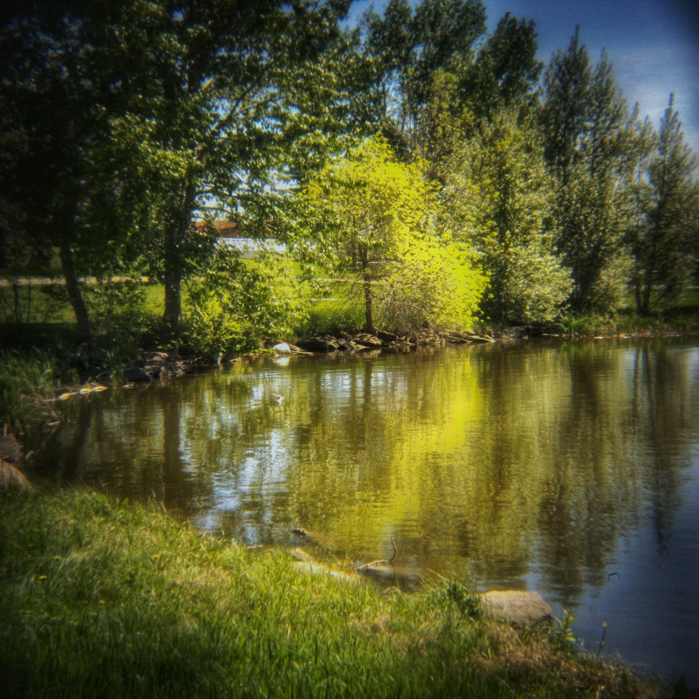 Shoreline reflection, Kinsmen Lake