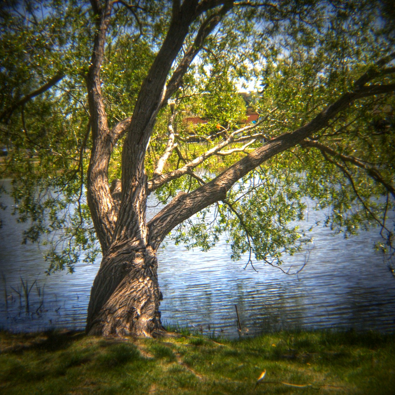 New Leaves, Kinsmen Lake 6