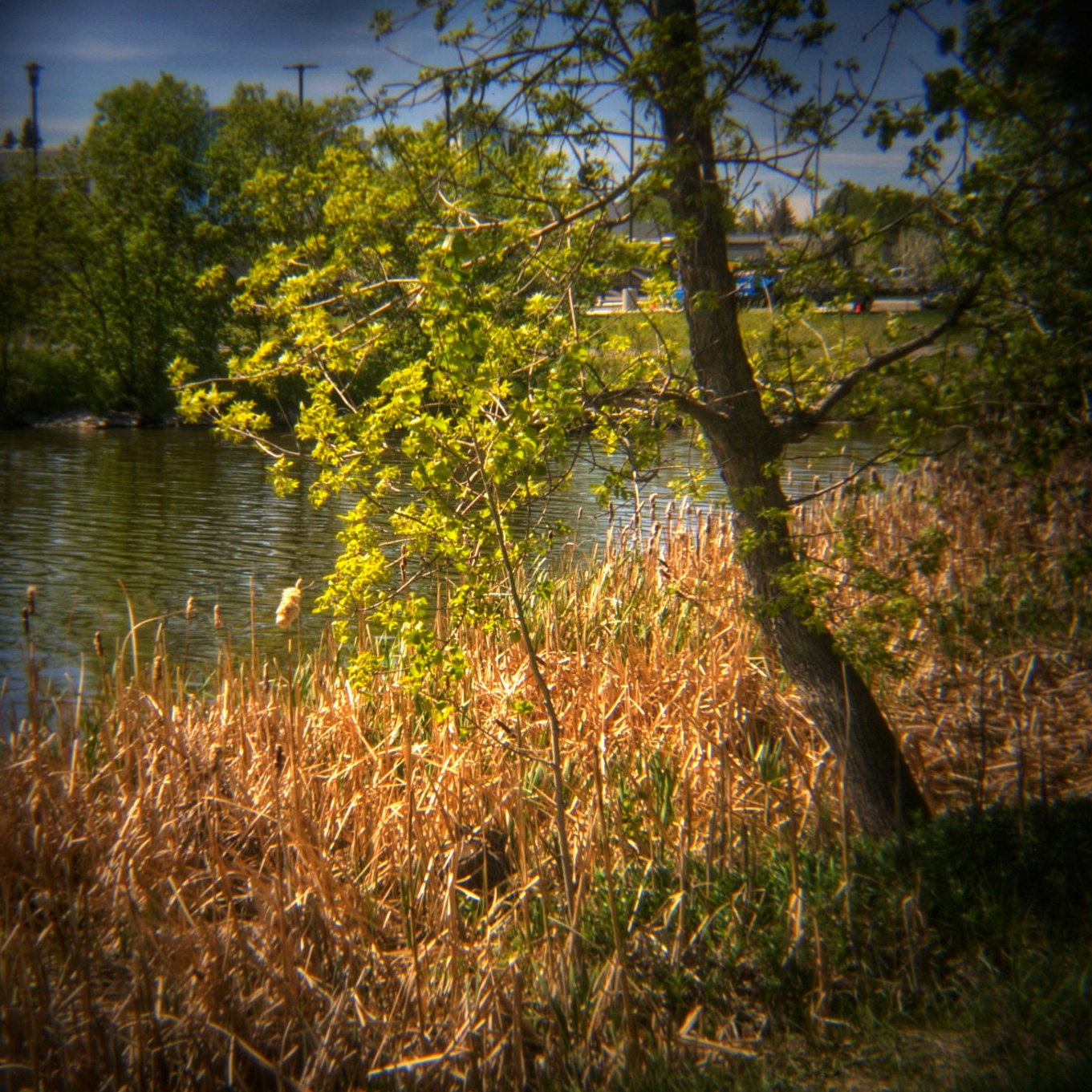 New Leaves, Kinsmen Lake 5