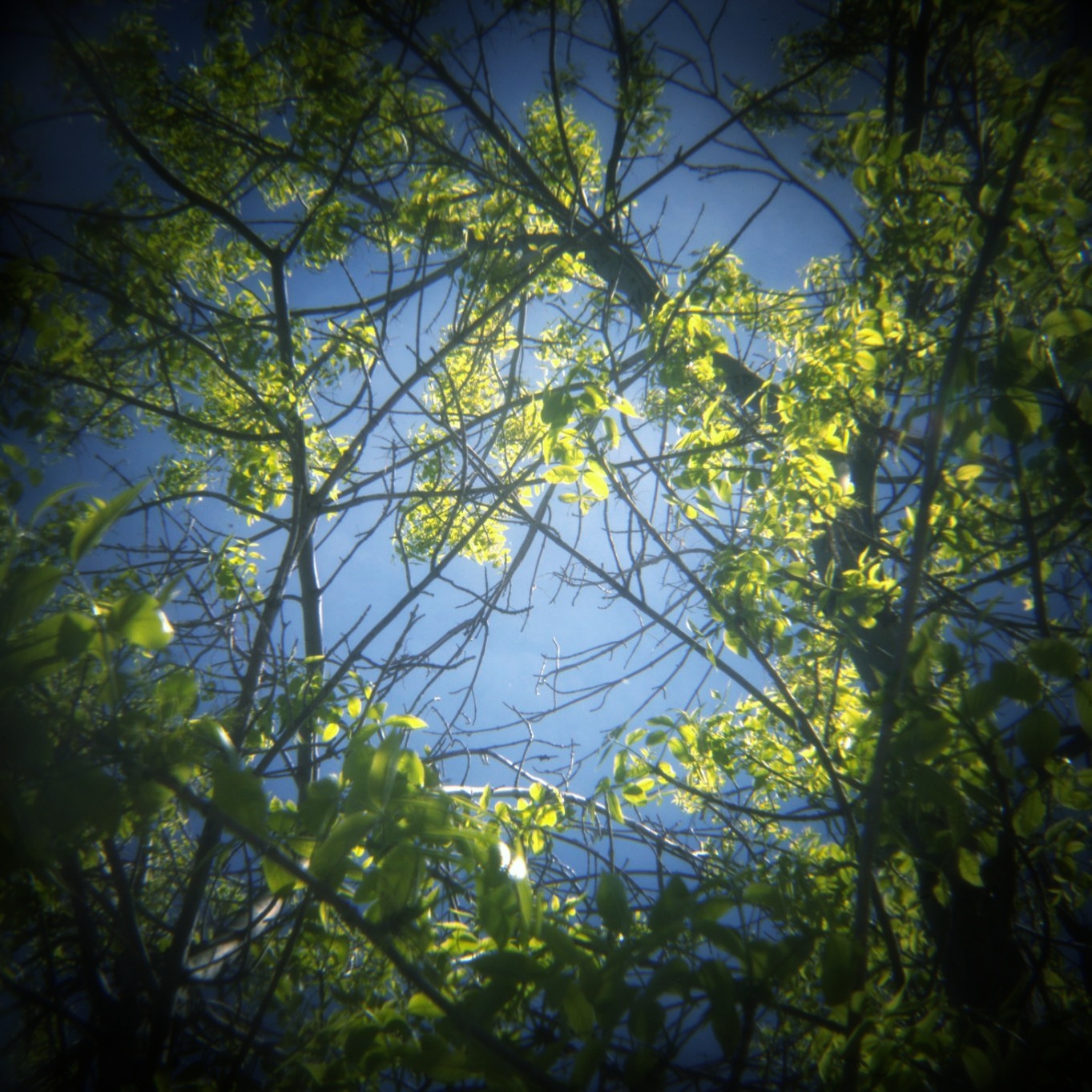 New Leaves, Kinsmen Lake 3