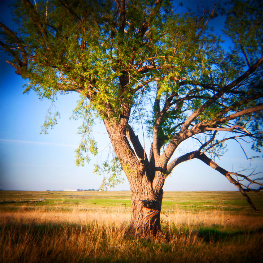 Tree on Edge of Strathmore, June 01, 2021