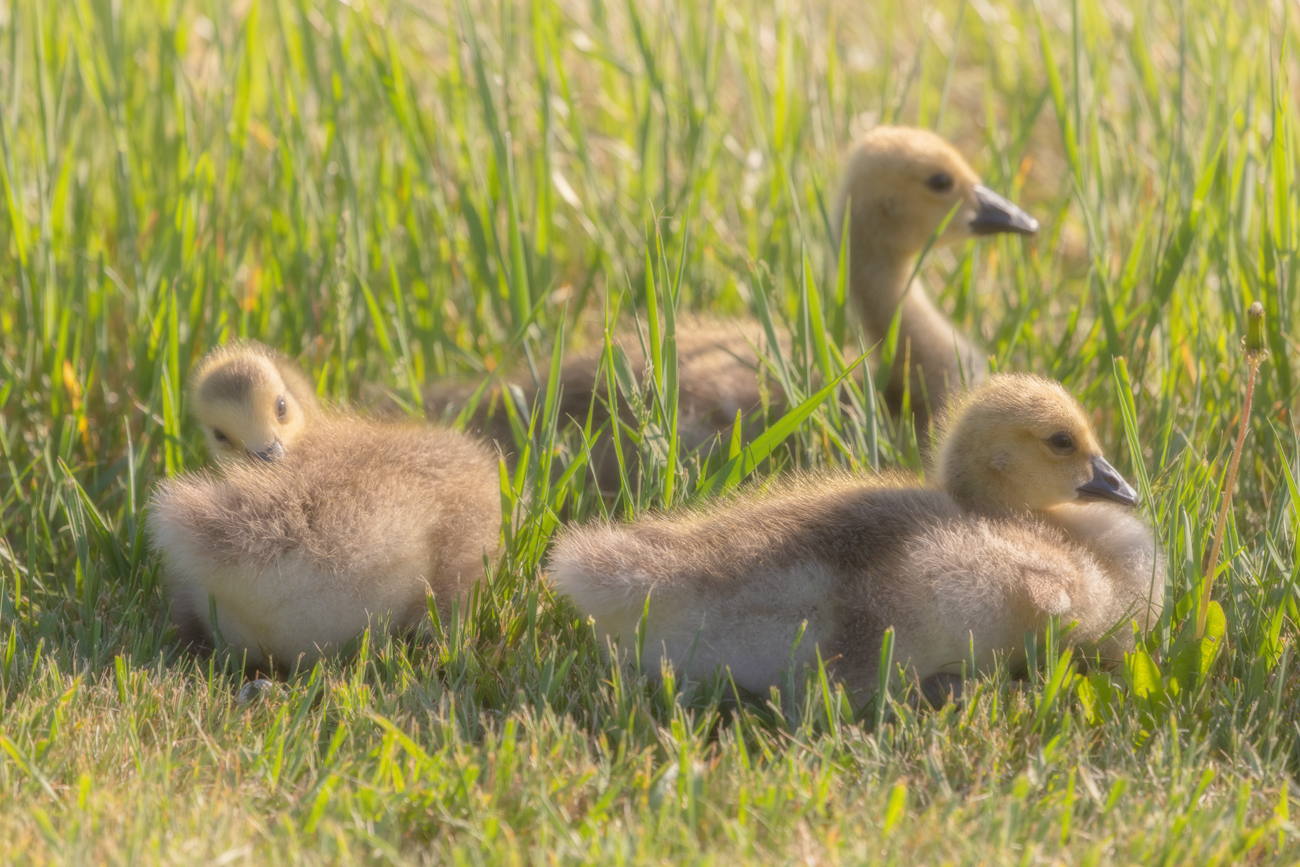 Three Pack of Goslings Chillin' Like Villains, June 02, 2021