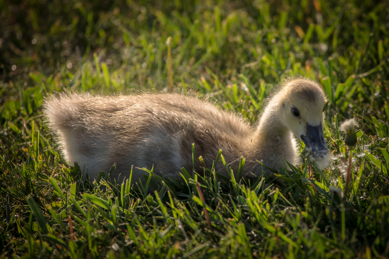 Gosling Eating Dandelion Fluff, June 02, 2021