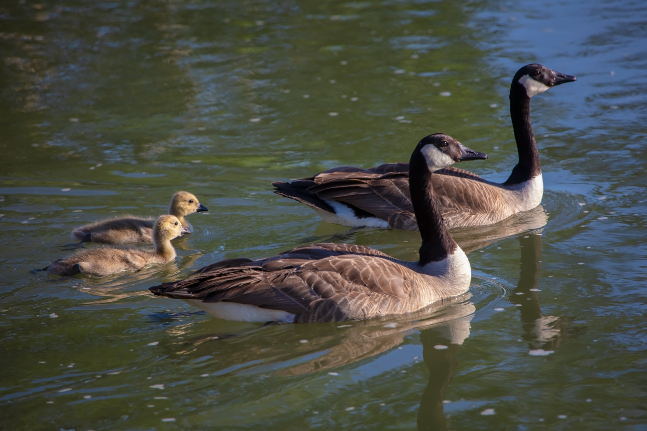Geese and Goslings Swimming, June 02, 2021