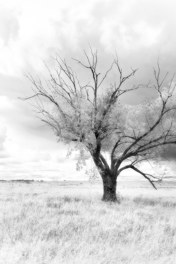 Lonesome Tree East of Strathmore, Alberta, June 6, 2021