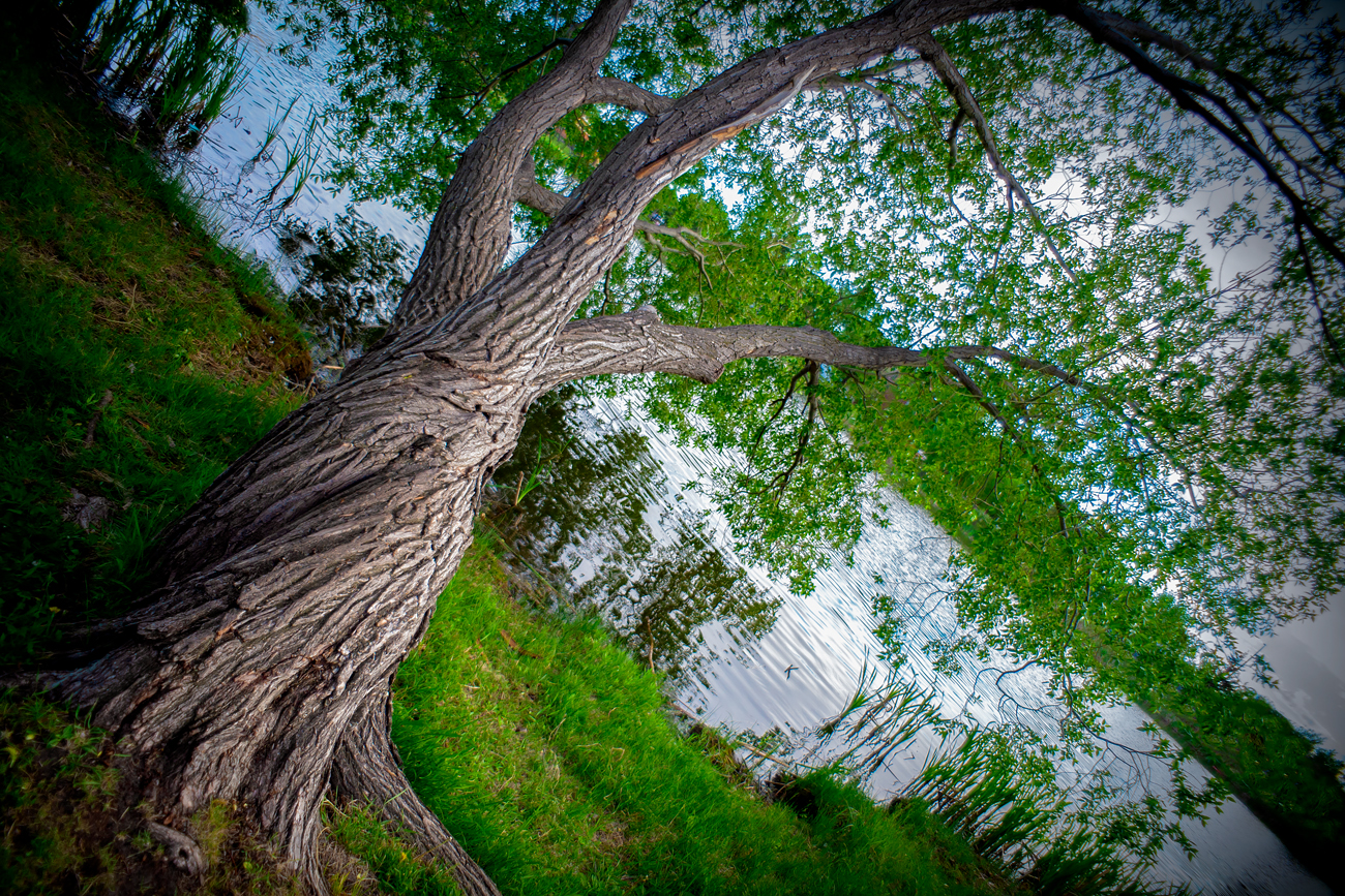 Older Tree with Triple Twist, Kinsmen Lake, Strathmore, Alberta, June 11, 2021