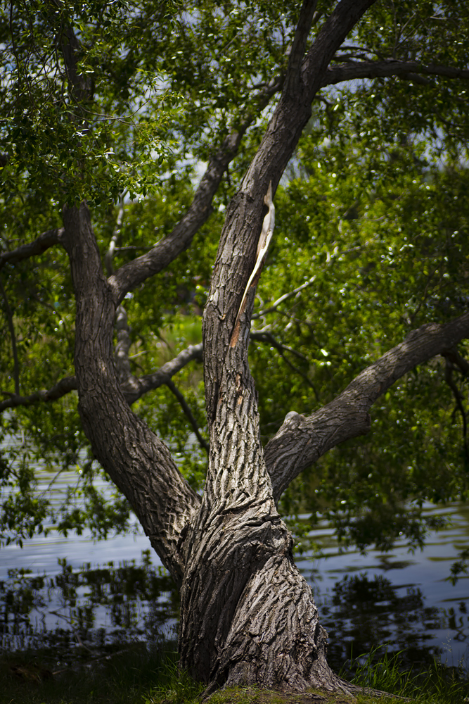 Yggdrasil 1 of 3, Kinsmen Lake, Strathmore, Alberta, June 12, 2021