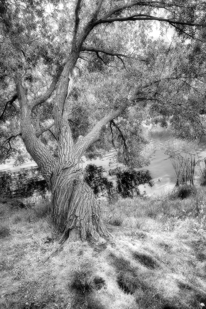 Yggdrasil 3 of 3 (fake infrared), Kinsmen Lake, Strathmore, Alberta, June 12, 2021