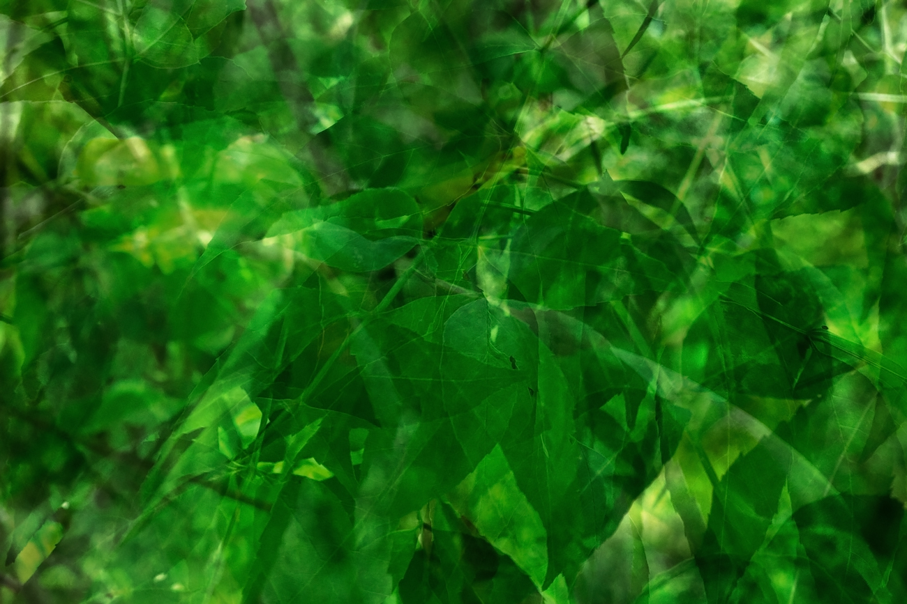 Leaves, Multiple Exposure, Kinsmen Lake, Strathmore, Alberta, June 12, 2021