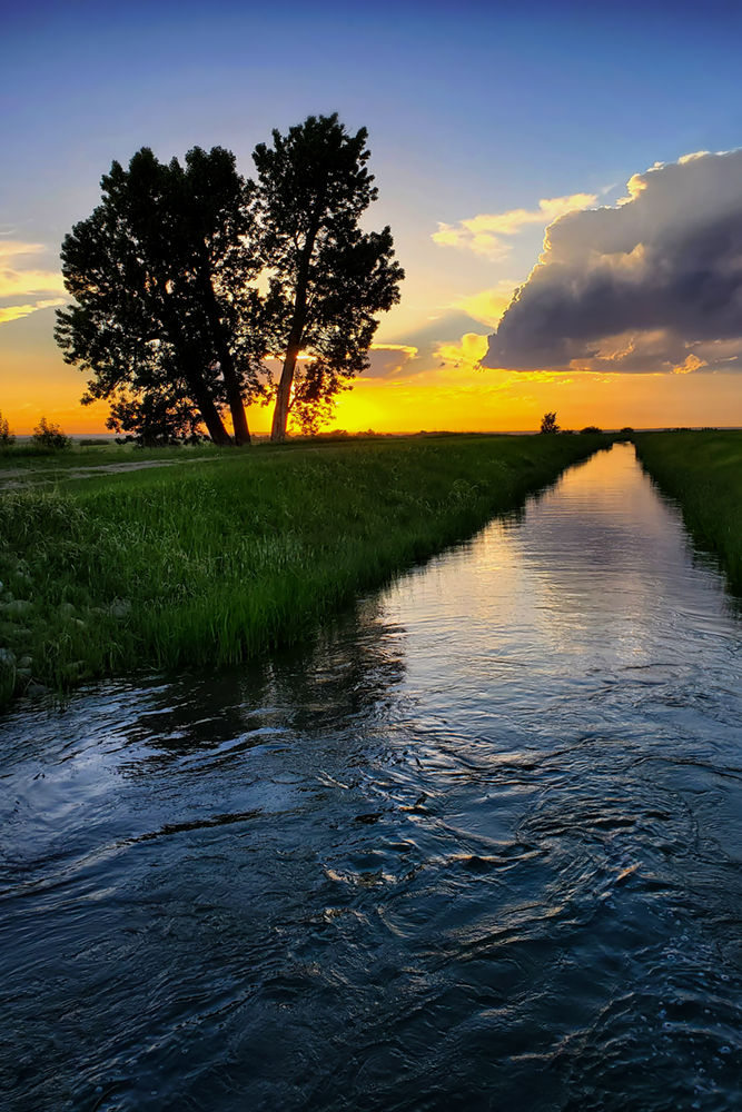 Tree by Canal at Dusk 1 of 2, Northwest of Strathmore, Alberta, June 14, 2021