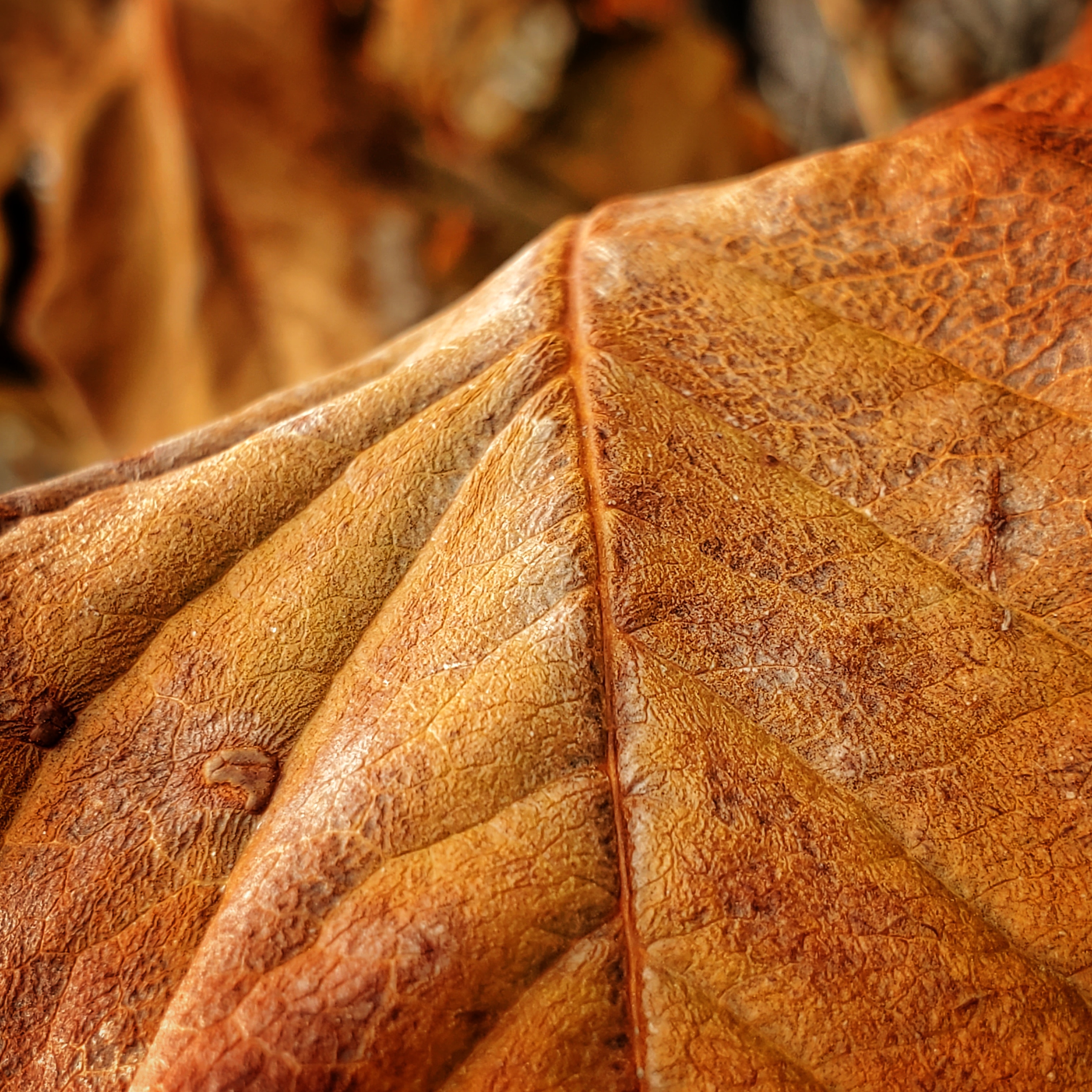 Leaf Texture, Strath Paths, Strathmore, Alberta, November 03, 2020