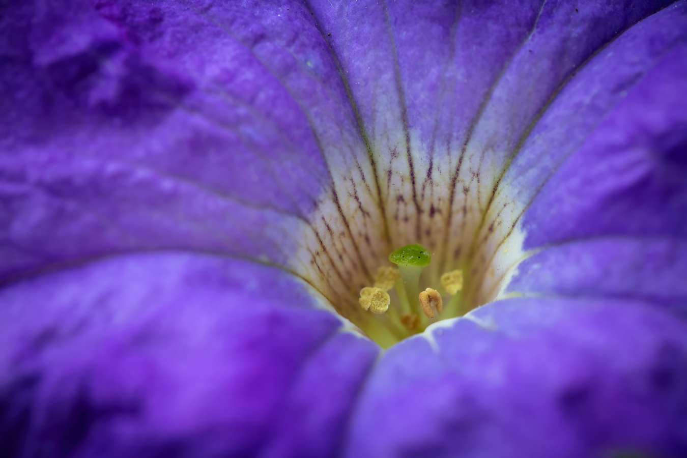 Petunia Closeup, Lambert Park, Strathmore, Alberta, June 18, 2021