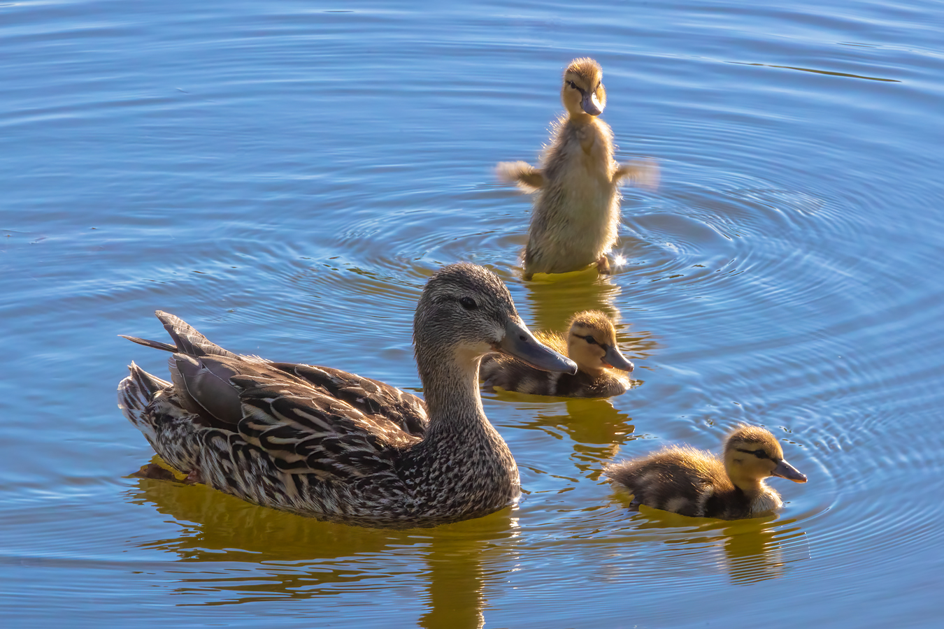Oh Duck It!, Kinsmen Lake, Strathmore, Alberta, June 18, 2021