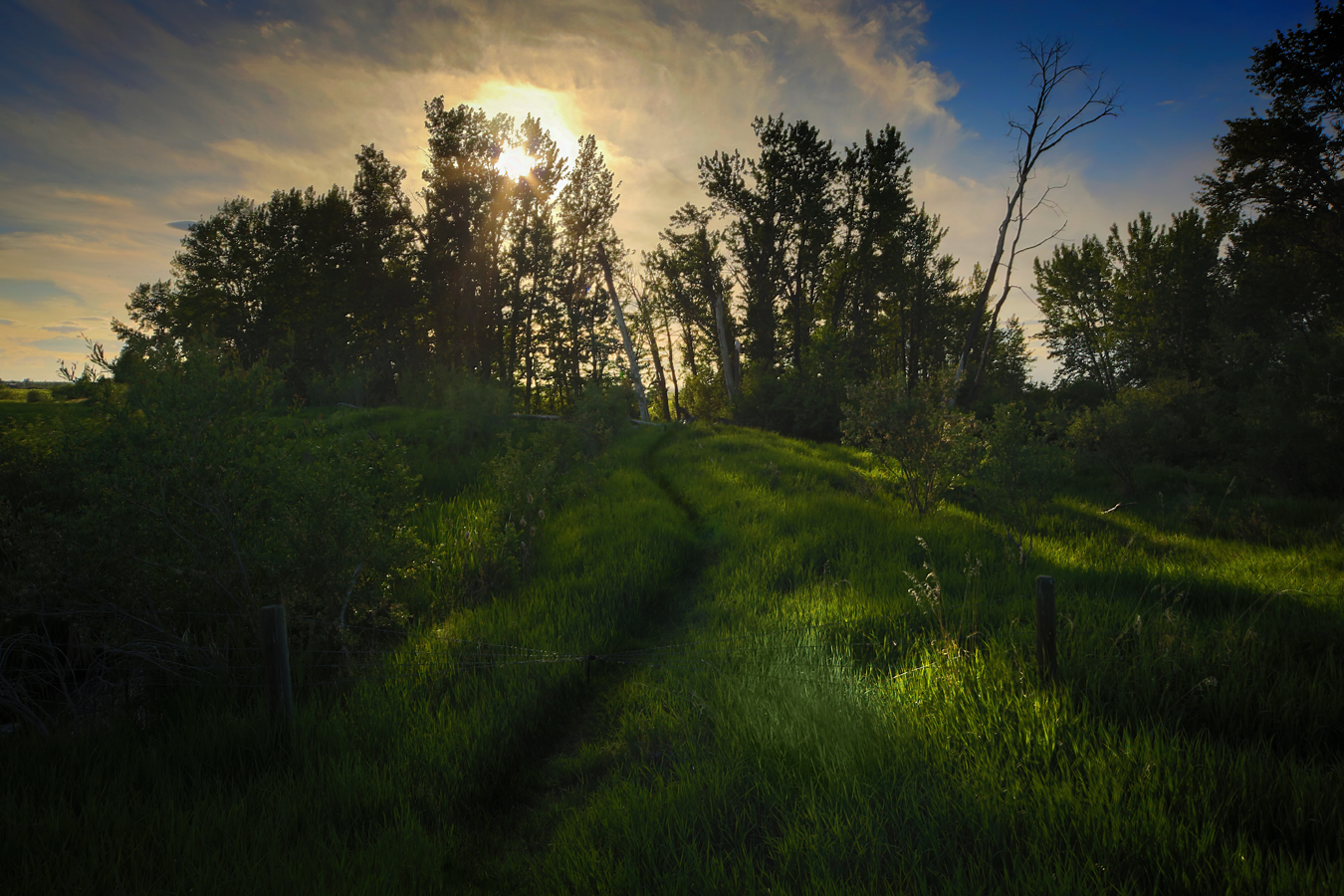 Path Into Trees Near Irrigation Canal East of Golf Course, Strathmore, Alberta, June 18, 2021