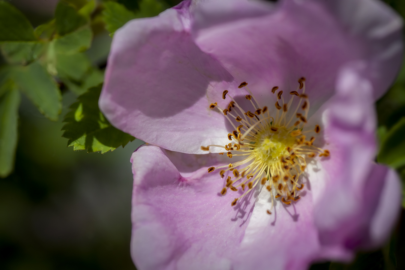 Wild Rose Bloom, Wyndham-Carseland Provincial Park, June 20, 2021