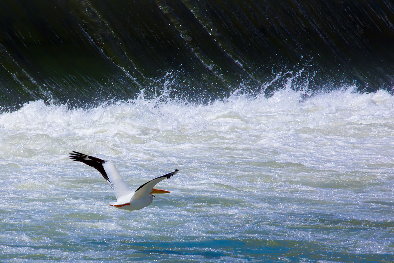Fleeing Pelican, Dam, Wyndham-Carseland Provincial Park, June 20, 2021