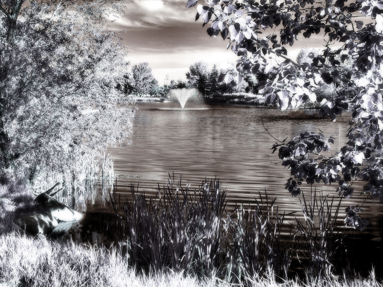 Fountain & Foliage, Faux Infrared, Kinsmen Lake, Strathmore, Alberta, June 21, 2021