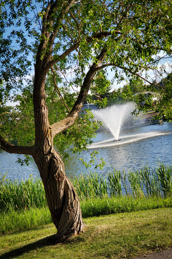 Fountain Through Tree, Kinsmen Lake, Strathmore, Alberta, June 21, 2021