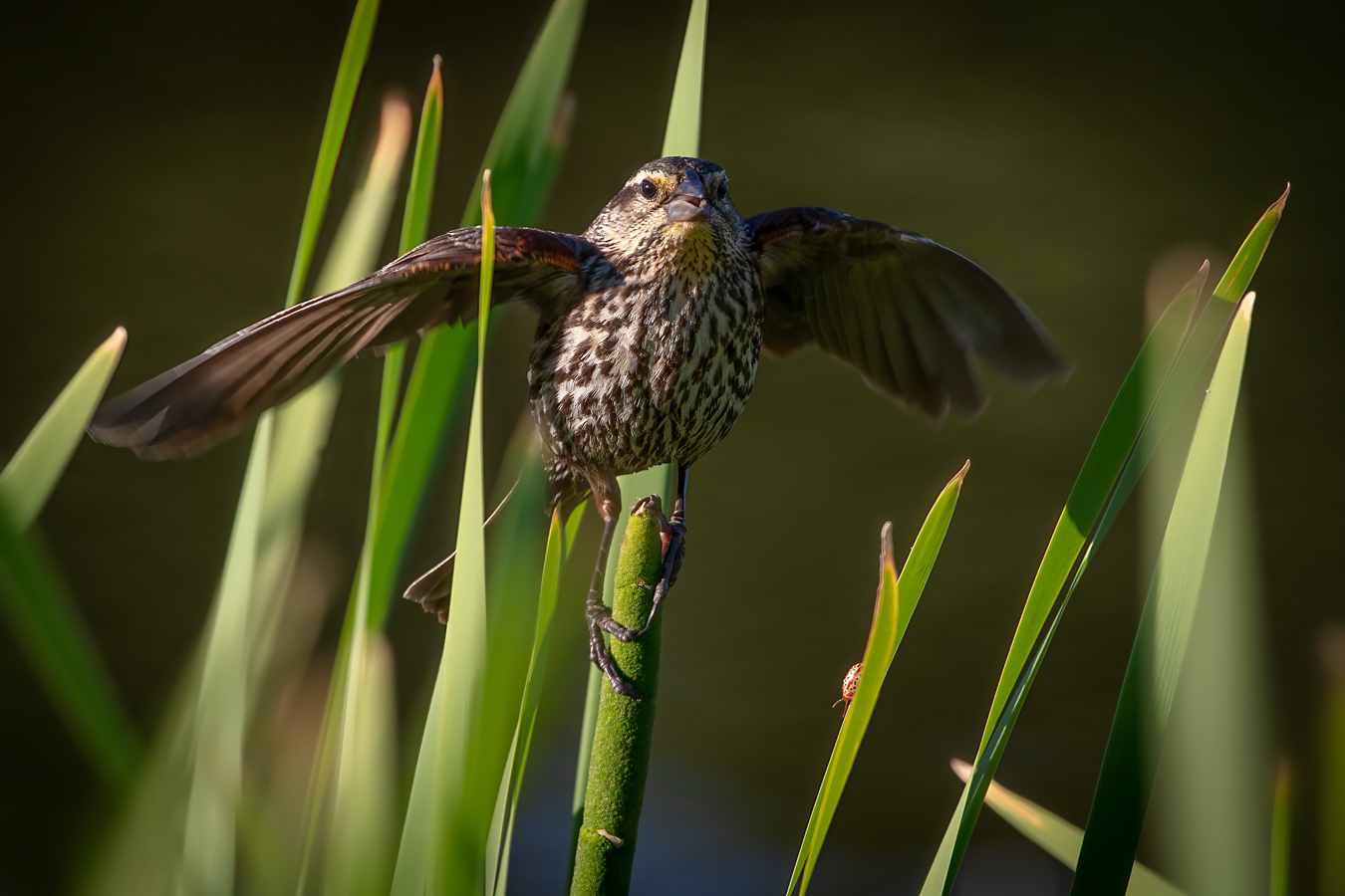 Female Red-winged Blackbird, Kinsmen Lake, Strathmore, Alberta, June 21, 2021