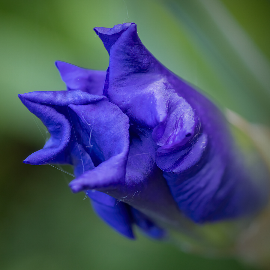 Royal Purple, Lambert Park, Strathmore, Alberta, June 24, 2021