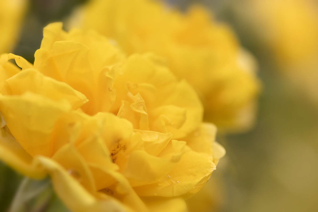 Mellow Yellow, Lambert Park, Strathmore, Alberta, June 24, 2021