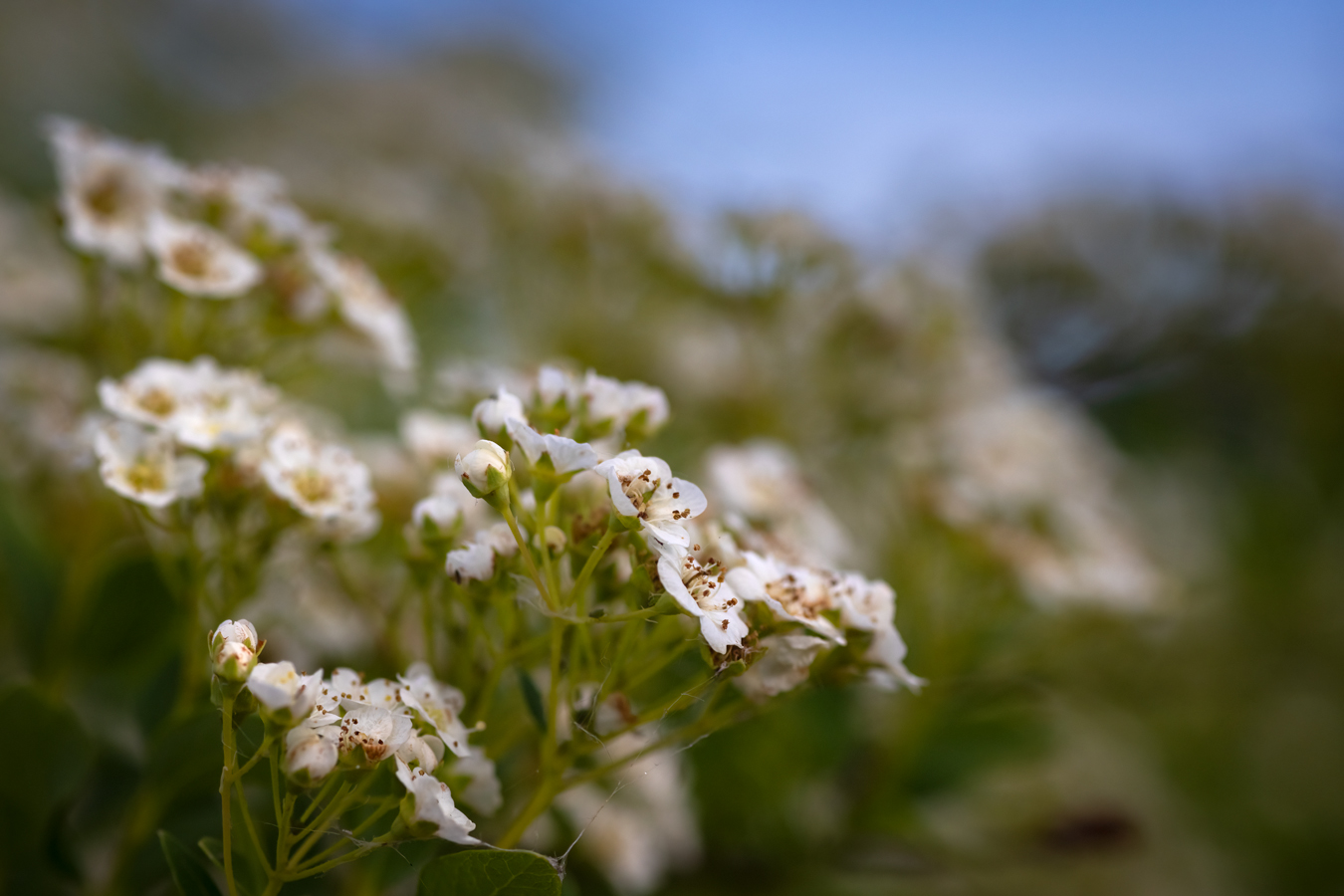 White Flowers 1 of 2, Lambert Park, Strathmore, Alberta, June 24, 2021