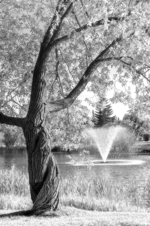 Tree & Fountain, Faux Infrared, Lambert Park, Strathmore, Alberta, June 24, 2021