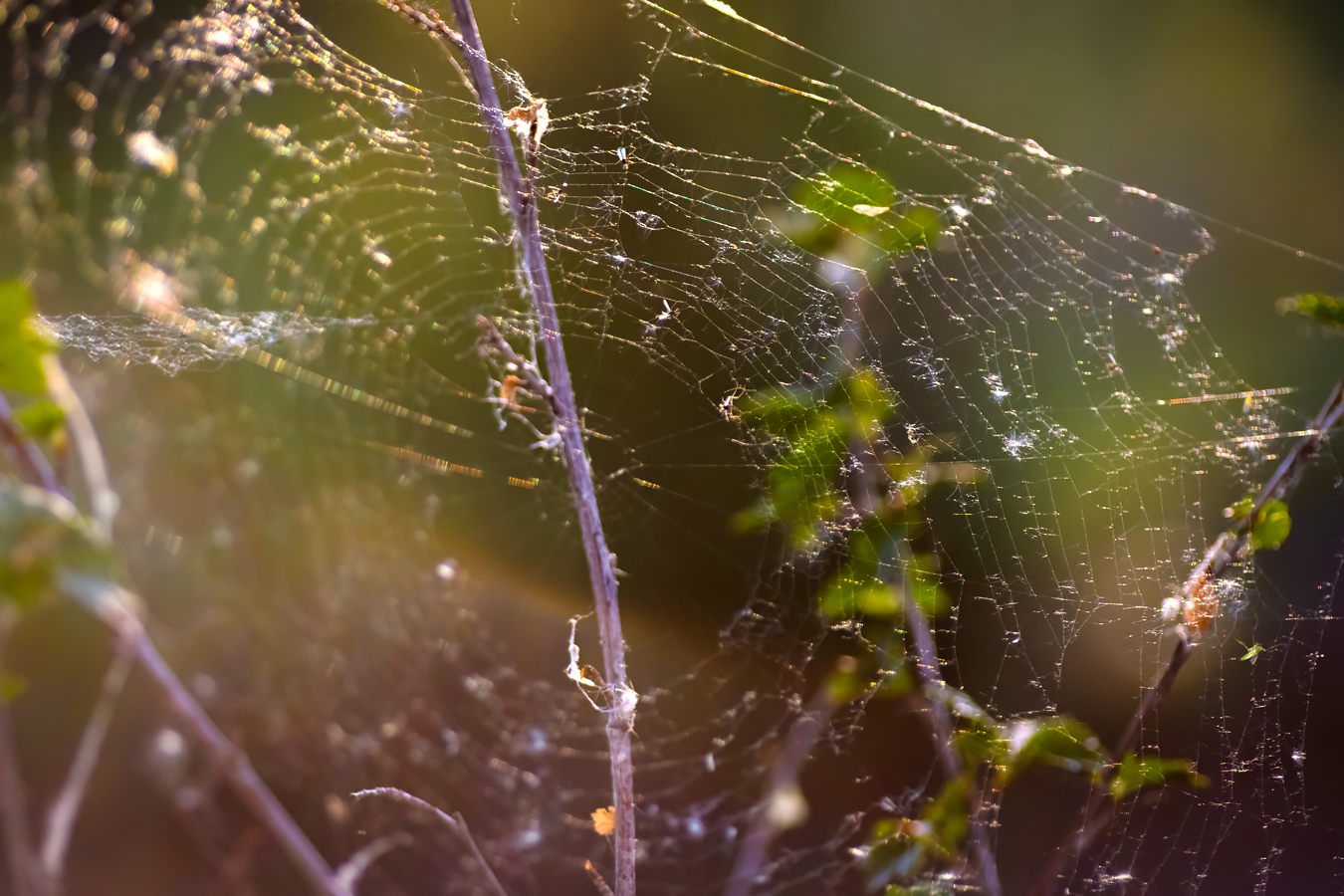 Spider Web on Bench, Lambert Park, Strathmore, Alberta, June 25, 2021